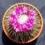mammillaria03